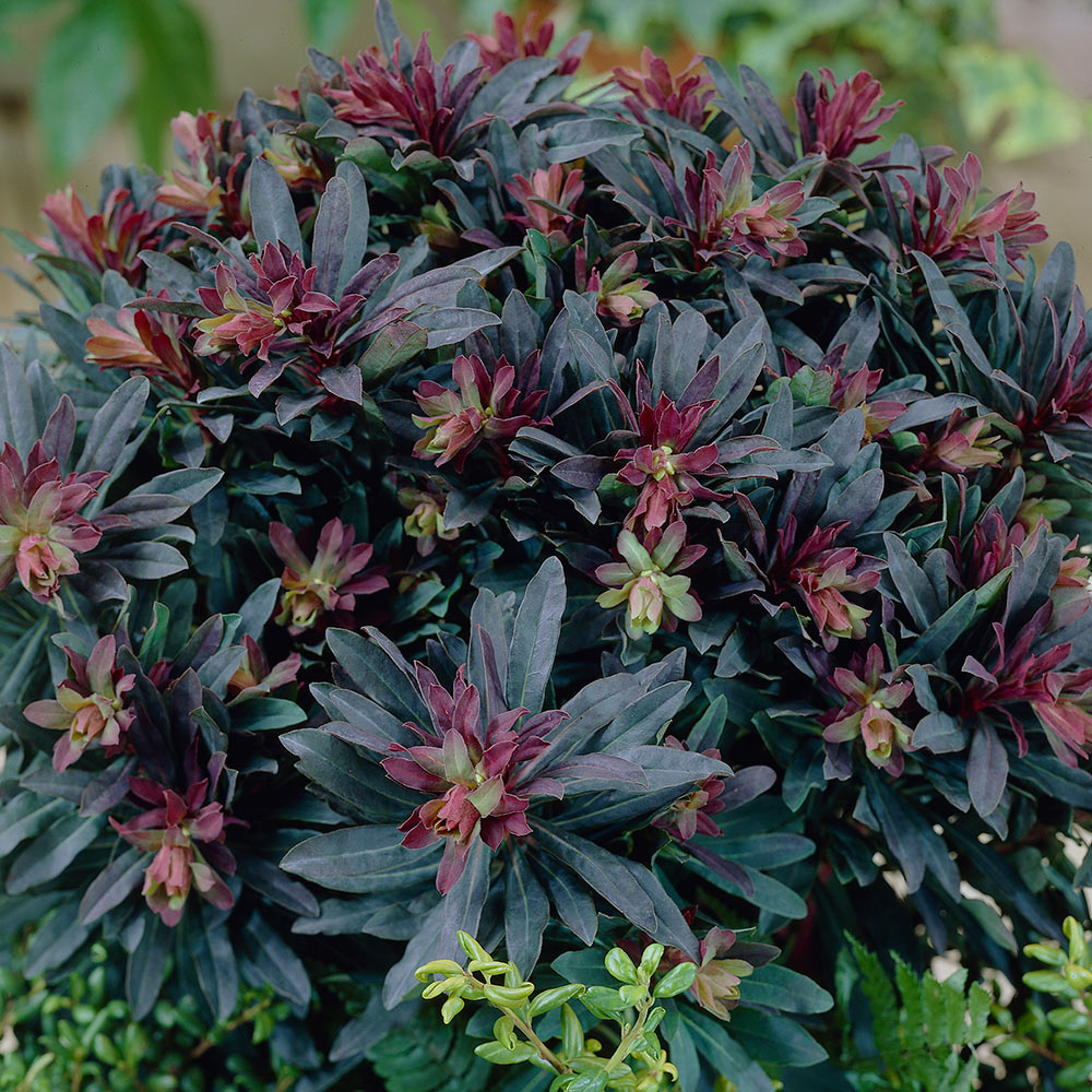 4661  Euphorbia amygdaloides  Purpurea  I  Svenskt namn  :Mandeltörel  I  Krukstorlek   : P9  I  Förväntad Höjd  :  60 cm  I  Blomningstid :  juni-aug - 2