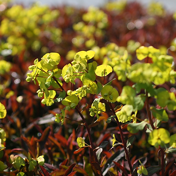 4661  Euphorbia amygdaloides  Purpurea  I  Svenskt namn  :Mandeltörel  I  Krukstorlek   : P9  I  Förväntad Höjd  :  60 cm  I  Blomningstid :  juni-aug - 3