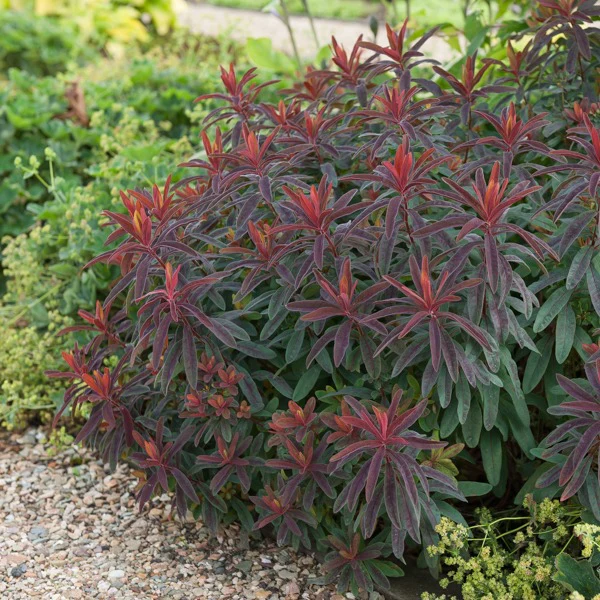 4661  Euphorbia amygdaloides  Purpurea  I  Svenskt namn  :Mandeltörel  I  Krukstorlek   : P9  I  Förväntad Höjd  :  60 cm  I  Blomningstid :  juni-aug
