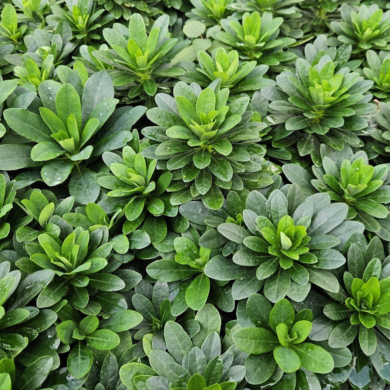 4669  Euphorbia amygdaloides  Robbiae  I  Svenskt namn  :Mandeltörel  I  Krukstorlek   : P9  I  Förväntad Höjd  :  60 cm  I  Blomningstid :  juni-aug - 2