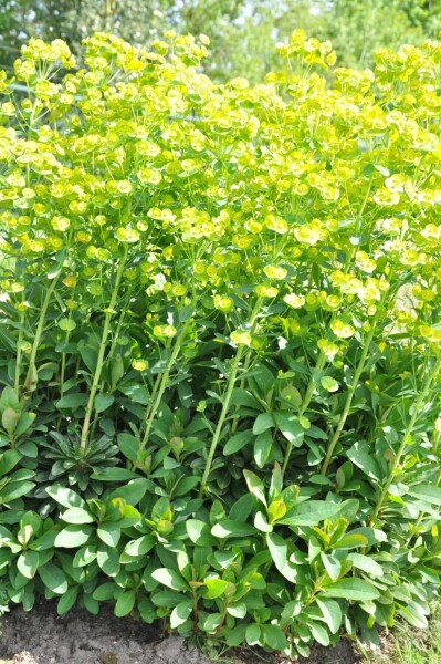 4669  Euphorbia amygdaloides  Robbiae  I  Svenskt namn  :Mandeltörel  I  Krukstorlek   : P9  I  Förväntad Höjd  :  60 cm  I  Blomningstid :  juni-aug - 3