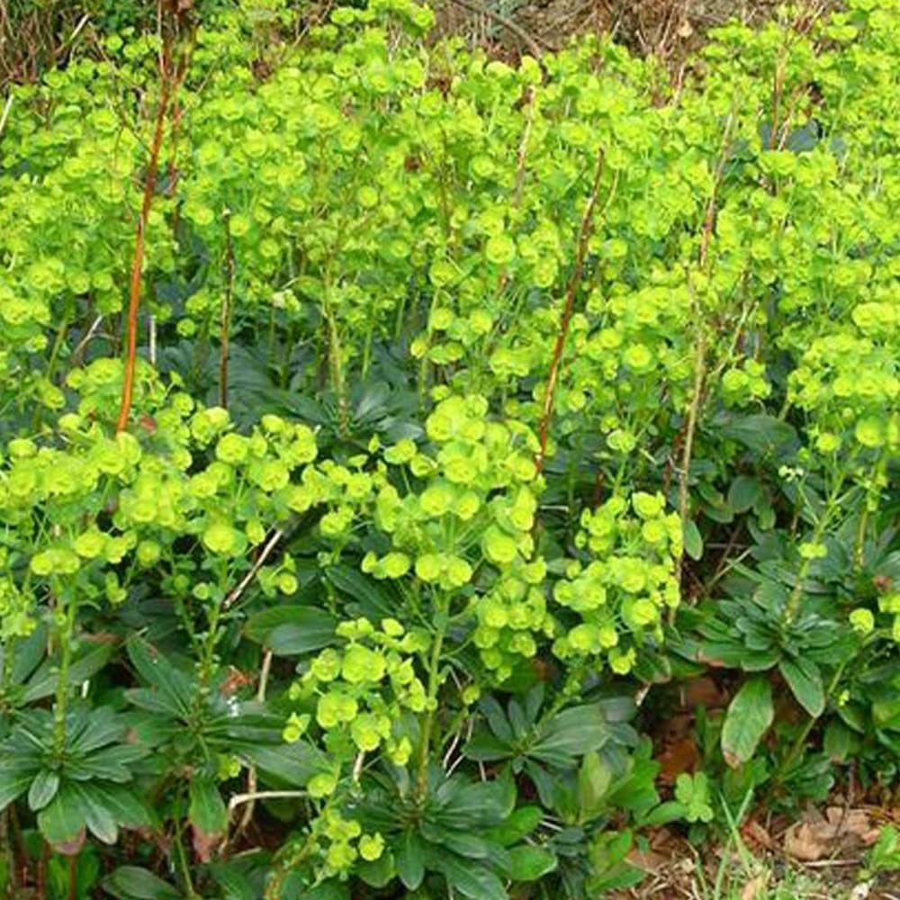 4669  Euphorbia amygdaloides  Robbiae  I  Svenskt namn  :Mandeltörel  I  Krukstorlek   : P9  I  Förväntad Höjd  :  60 cm  I  Blomningstid :  juni-aug