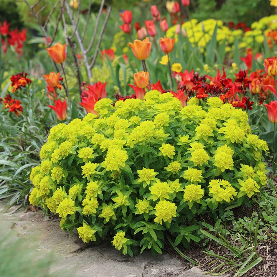 4675  Euphorbia epithymoides  I  Svenskt namn  :Gulltörel  I  Krukstorlek   : 11c  I  Förväntad Höjd  :  50 cm  I  Blomningstid :  maj-juni