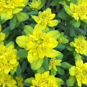 4675  Euphorbia epithymoides  I  Svenskt namn  :Gulltörel  I  Krukstorlek   : 11c  I  Förväntad Höjd  :  50 cm  I  Blomningstid :  maj-juni - 4