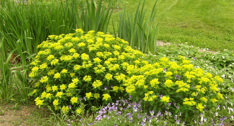 4675  Euphorbia epithymoides  I  Svenskt namn  :Gulltörel  I  Krukstorlek   : 11c  I  Förväntad Höjd  :  50 cm  I  Blomningstid :  maj-juni - 3