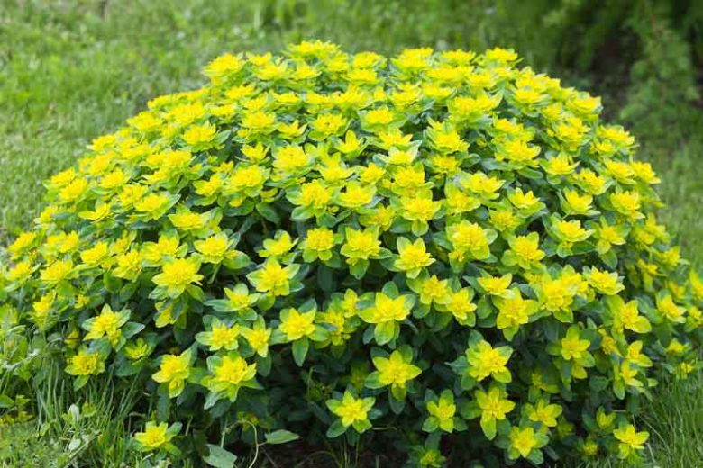 4675  Euphorbia epithymoides  I  Svenskt namn  :Gulltörel  I  Krukstorlek   : 11c  I  Förväntad Höjd  :  50 cm  I  Blomningstid :  maj-juni - 2