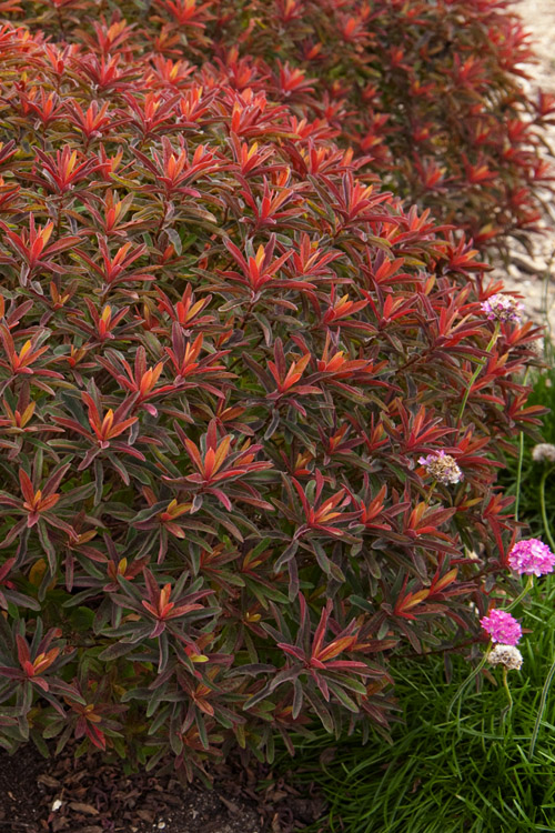 4678  Euphorbia epithymoides Bonfire (PBR)  I  Svenskt namn  :Gulltörel  I  Krukstorlek   : 11c  I  Förväntad Höjd  :  50 cm  I  Blomningstid :  maj-juni - 2