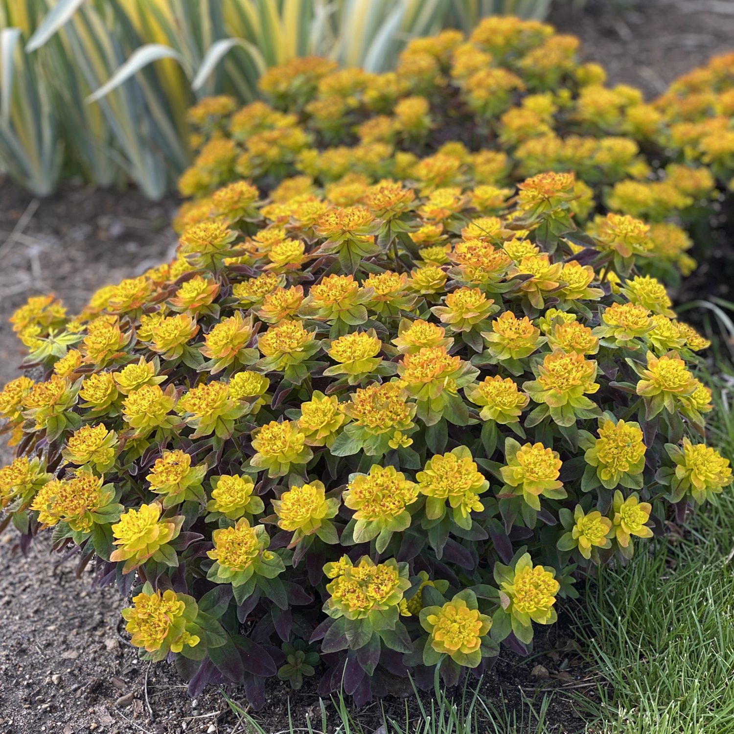 4678  Euphorbia epithymoides Bonfire (PBR)  I  Svenskt namn  :Gulltörel  I  Krukstorlek   : 11c  I  Förväntad Höjd  :  50 cm  I  Blomningstid :  maj-juni - 4