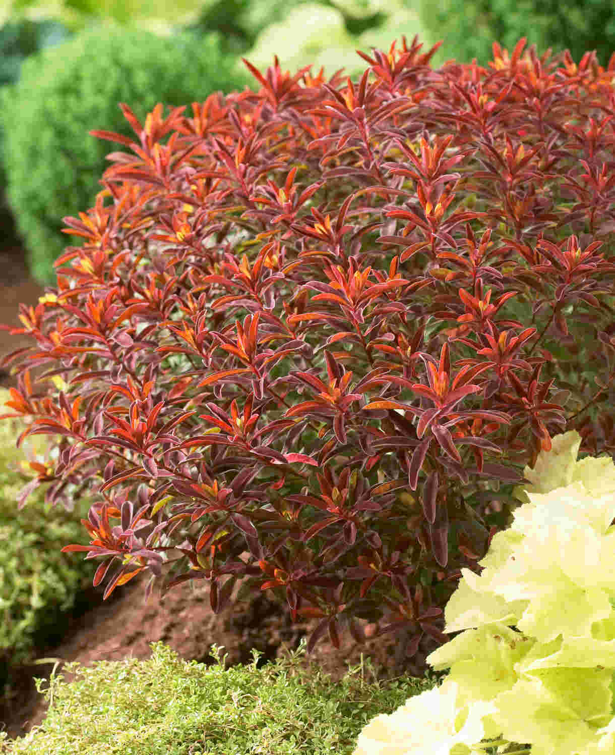 4678  Euphorbia epithymoides Bonfire (PBR)  I  Svenskt namn  :Gulltörel  I  Krukstorlek   : 11c  I  Förväntad Höjd  :  50 cm  I  Blomningstid :  maj-juni - 3