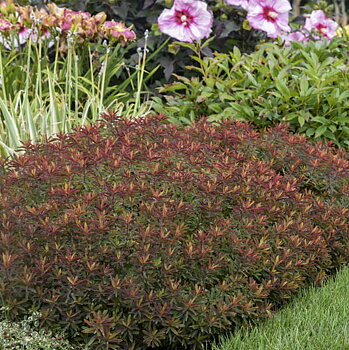 4678  Euphorbia epithymoides Bonfire (PBR)  I  Svenskt namn  :Gulltörel  I  Krukstorlek   : 11c  I  Förväntad Höjd  :  50 cm  I  Blomningstid :  maj-juni