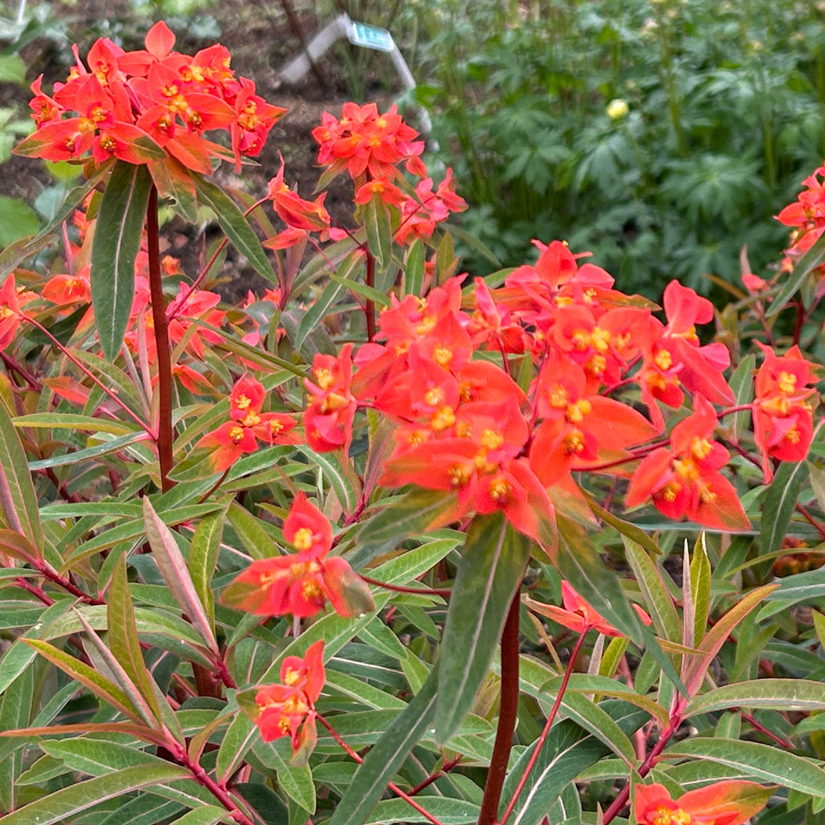 4663  Euphorbia griffithii  Fireglow  I  Svenskt namn  :Eldtörel  I  Krukstorlek   : 11c  I  Förväntad Höjd  :  100 cm  I  Blomningstid :  juli-aug