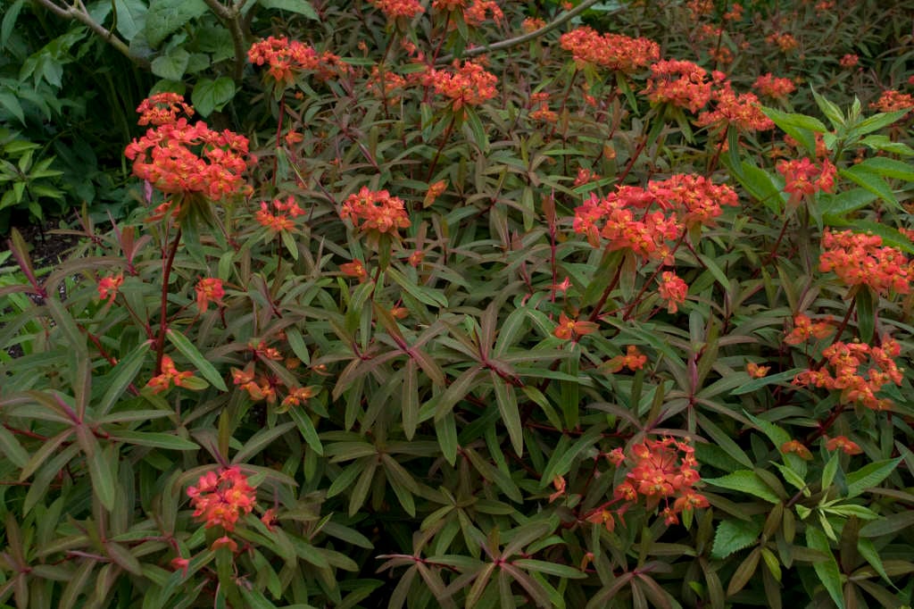 4663  Euphorbia griffithii  Fireglow  I  Svenskt namn  :Eldtörel  I  Krukstorlek   : 11c  I  Förväntad Höjd  :  100 cm  I  Blomningstid :  juli-aug - 3