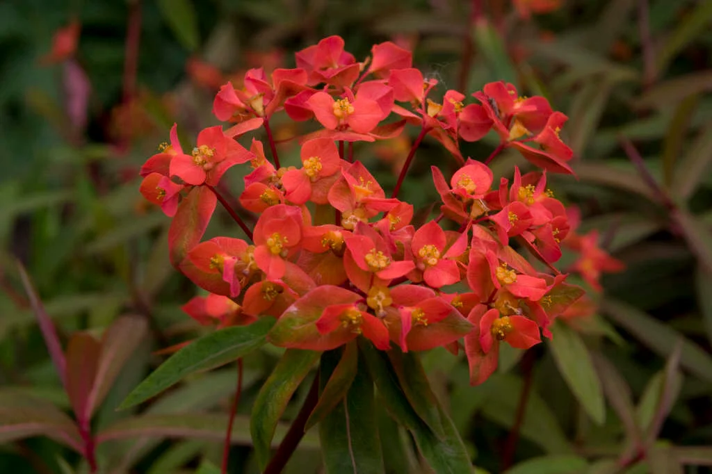 4663  Euphorbia griffithii  Fireglow  I  Svenskt namn  :Eldtörel  I  Krukstorlek   : 11c  I  Förväntad Höjd  :  100 cm  I  Blomningstid :  juli-aug - 2