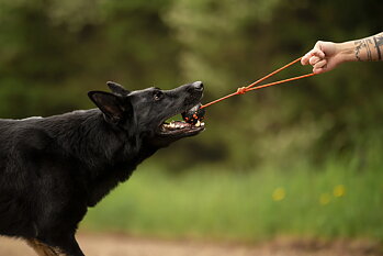 Dog ball on rope