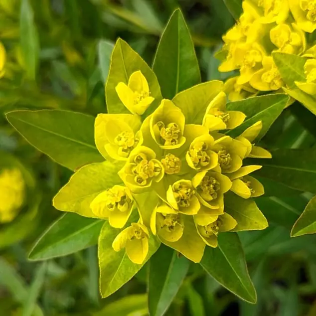 4670  Euphorbia palustris  I  Svenskt namn  :Kärrtörel  I  Krukstorlek   : 11c  I  Förväntad Höjd  :  100 cm  I  Blomningstid :  maj-juni - 2