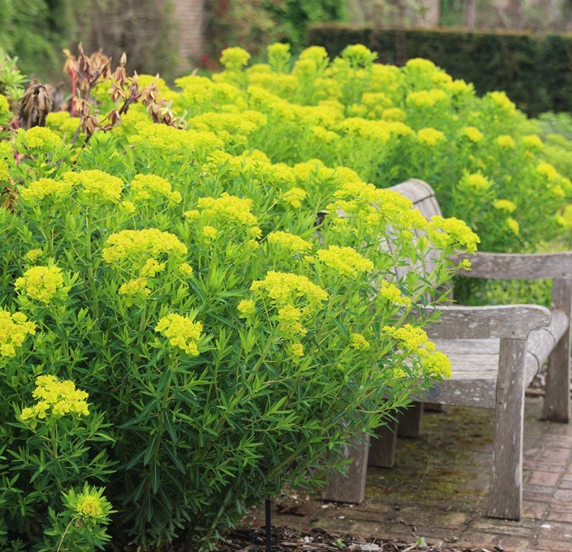 4670  Euphorbia palustris  I  Svenskt namn  :Kärrtörel  I  Krukstorlek   : 11c  I  Förväntad Höjd  :  100 cm  I  Blomningstid :  maj-juni - 3