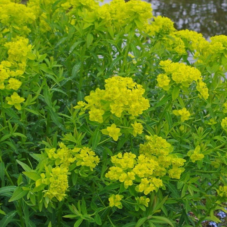 4670  Euphorbia palustris  I  Svenskt namn  :Kärrtörel  I  Krukstorlek   : 11c  I  Förväntad Höjd  :  100 cm  I  Blomningstid :  maj-juni