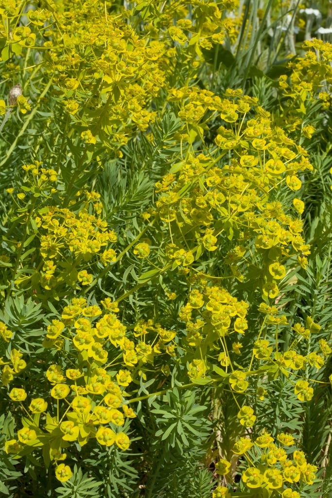 4671  Euphorbia seguieriana  I  Svenskt namn  :Sibirisk törel  I  Krukstorlek   : 11c  I  Förväntad Höjd  :  40 cm  I  Blomningstid :  juni-aug - 2