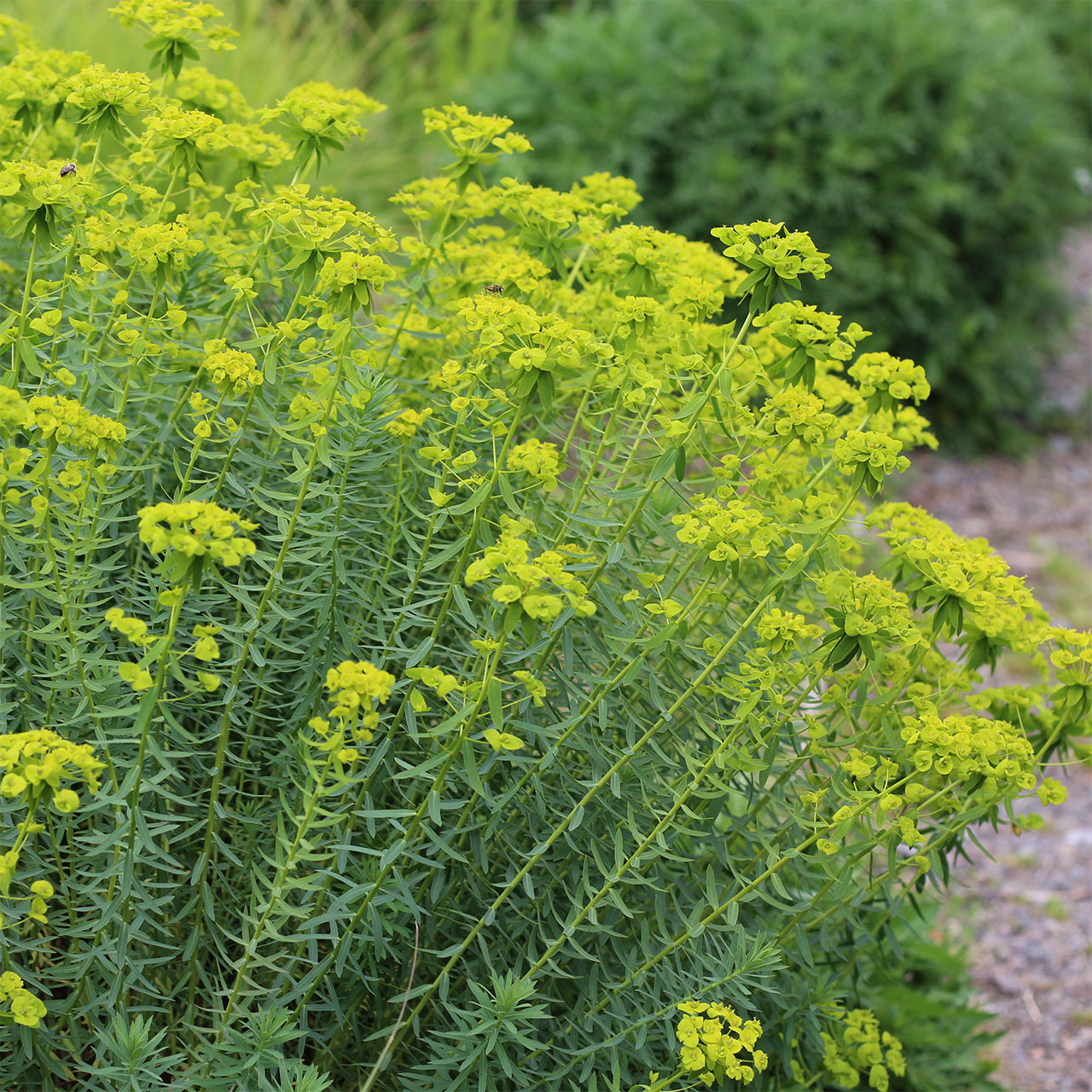 4671  Euphorbia seguieriana  I  Svenskt namn  :Sibirisk törel  I  Krukstorlek   : 11c  I  Förväntad Höjd  :  40 cm  I  Blomningstid :  juni-aug