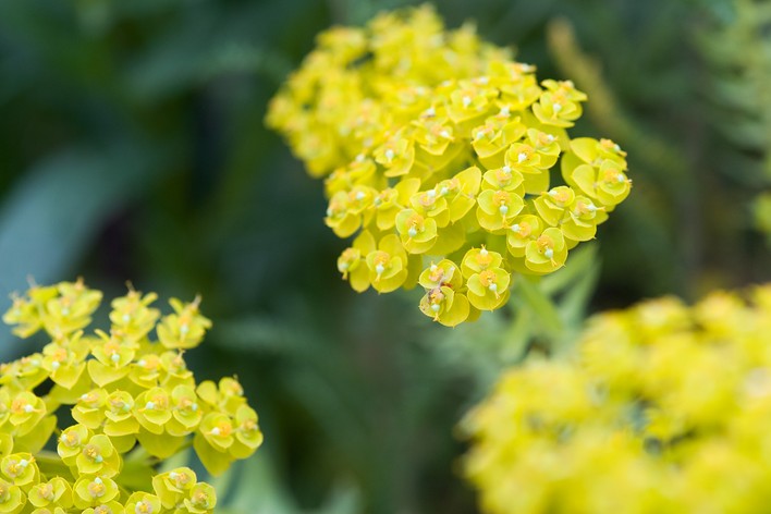 4671  Euphorbia seguieriana  I  Svenskt namn  :Sibirisk törel  I  Krukstorlek   : 11c  I  Förväntad Höjd  :  40 cm  I  Blomningstid :  juni-aug - 3