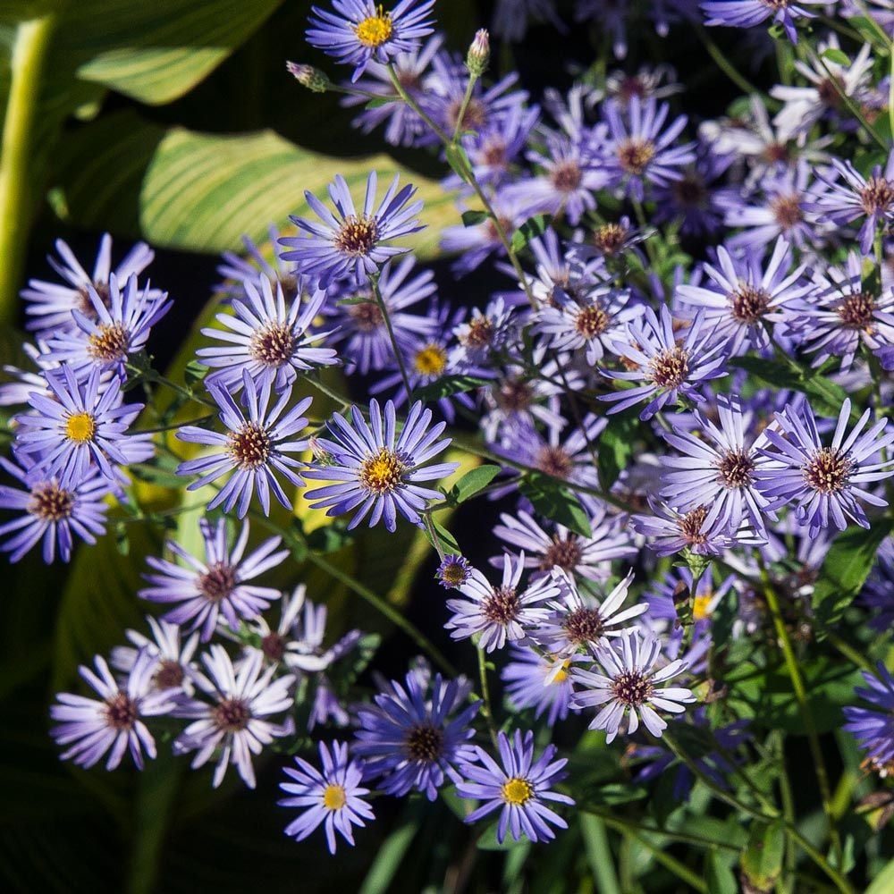 2540  Eurybia herveyiTwilight  I  Svenskt namn  :Storbladig aster  I  Krukstorlek   : SQ1/P9  I  Förväntad Höjd  :  70 cm  I  Blomningstid :  aug-sept - 2