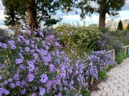 2540  Eurybia herveyiTwilight  I  Svenskt namn  :Storbladig aster  I  Krukstorlek   : SQ1/P9  I  Förväntad Höjd  :  70 cm  I  Blomningstid :  aug-sept - 3