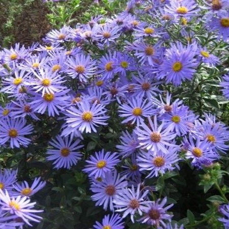 2540  Eurybia herveyiTwilight  I  Svenskt namn  :Storbladig aster  I  Krukstorlek   : SQ1/P9  I  Förväntad Höjd  :  70 cm  I  Blomningstid :  aug-sept