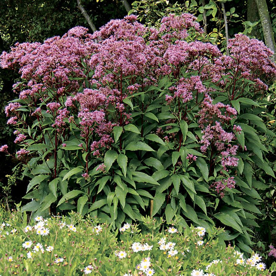 4640  Eutrochium dubium Baby Joe (PBR)  I  Svenskt namn  :Liten rosenflockel  I  Krukstorlek   : SQ1  I  Förväntad Höjd  :  80 cm  I  Blomningstid :  aug-sept