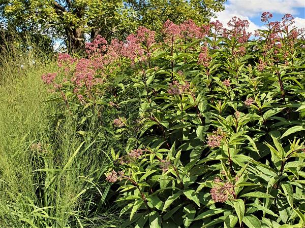 4652  Eutrochium maculatum Atropurpureum  I  Svenskt namn  :Rosenflockel  I  Krukstorlek   : SQ1  I  Förväntad Höjd  :  200 cm  I  Blomningstid :  aug-sept - 2