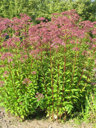 4652  Eutrochium maculatum Atropurpureum  I  Svenskt namn  :Rosenflockel  I  Krukstorlek   : SQ1  I  Förväntad Höjd  :  200 cm  I  Blomningstid :  aug-sept - 3