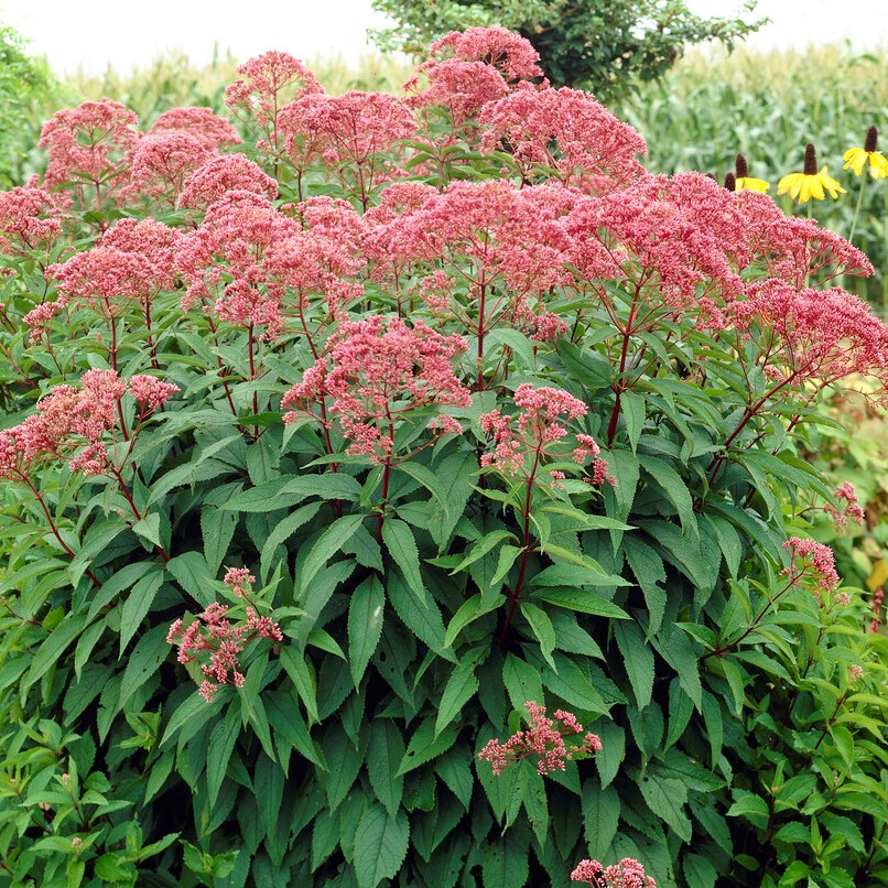 4652  Eutrochium maculatum Atropurpureum  I  Svenskt namn  :Rosenflockel  I  Krukstorlek   : SQ1  I  Förväntad Höjd  :  200 cm  I  Blomningstid :  aug-sept