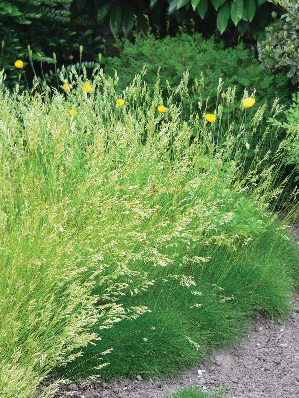 9158  Festuca gautieri  I  Svenskt namn  :Björngräs  I  Krukstorlek   : P9  I  Förväntad Höjd  :  15 cm  I  Blomningstid :  ..... - 2