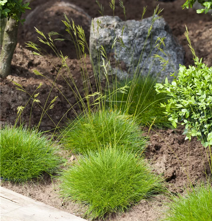 9158  Festuca gautieri  I  Svenskt namn  :Björngräs  I  Krukstorlek   : P9  I  Förväntad Höjd  :  15 cm  I  Blomningstid :  ..... - 3
