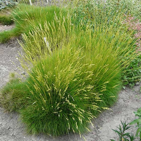 9158  Festuca gautieri  I  Svenskt namn  :Björngräs  I  Krukstorlek   : P9  I  Förväntad Höjd  :  15 cm  I  Blomningstid :  .....
