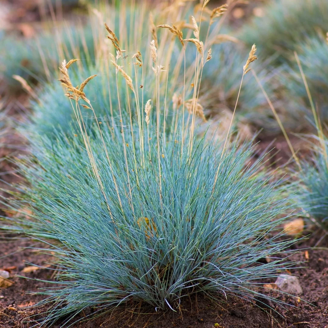 9159  Festuca glauca  Elijah Blue  I  Svenskt namn  :Blåsvingel  I  Krukstorlek   : 11c  I  Förväntad Höjd  :  30/50 cm  I  Blomningstid :  juni-juli - 2