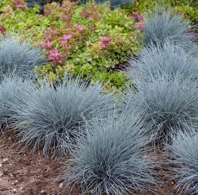 9159  Festuca glauca  Elijah Blue  I  Svenskt namn  :Blåsvingel  I  Krukstorlek   : 11c  I  Förväntad Höjd  :  30/50 cm  I  Blomningstid :  juni-juli - 3