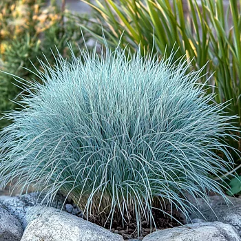 9159  Festuca glauca  Elijah Blue  I  Svenskt namn  :Blåsvingel  I  Krukstorlek   : 11c  I  Förväntad Höjd  :  30/50 cm  I  Blomningstid :  juni-juli