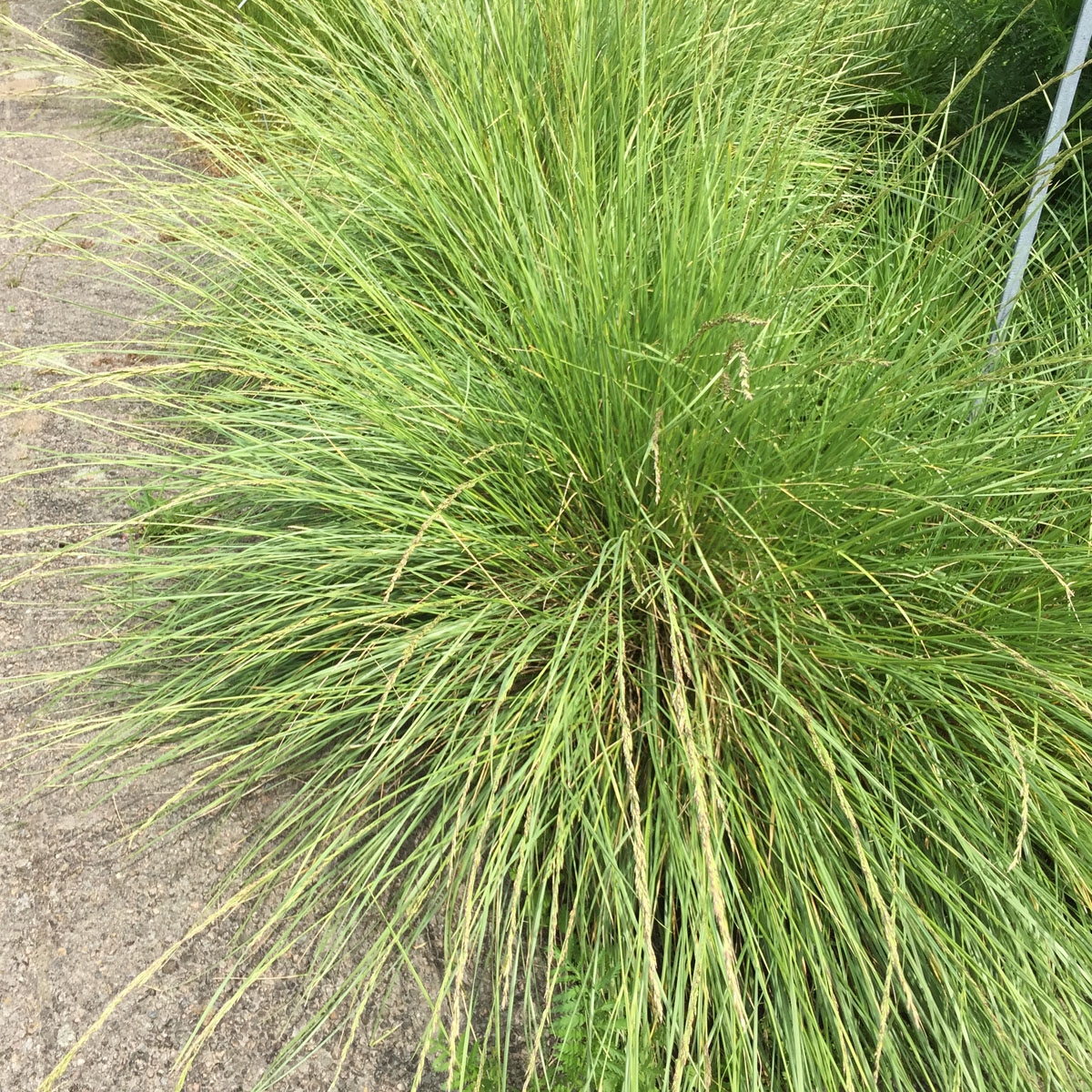 9164  Festuca mairei  I  Svenskt namn  :Atlassvingel  I  Krukstorlek   : SQ1  I  Förväntad Höjd  :  40/120 cm  I  Blomningstid :  juni-juli
