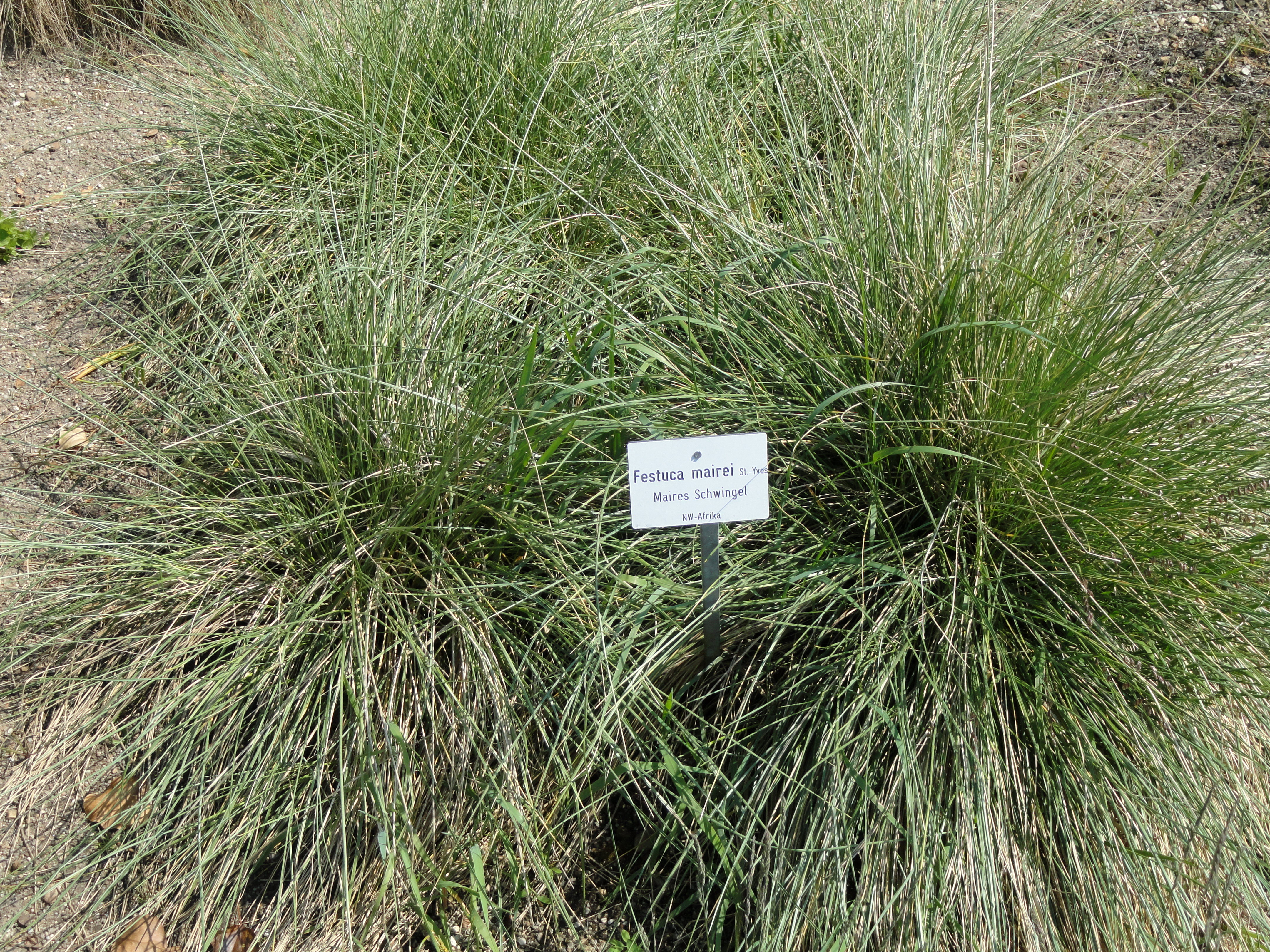 9164  Festuca mairei  I  Svenskt namn  :Atlassvingel  I  Krukstorlek   : SQ1  I  Förväntad Höjd  :  40/120 cm  I  Blomningstid :  juni-juli - 3