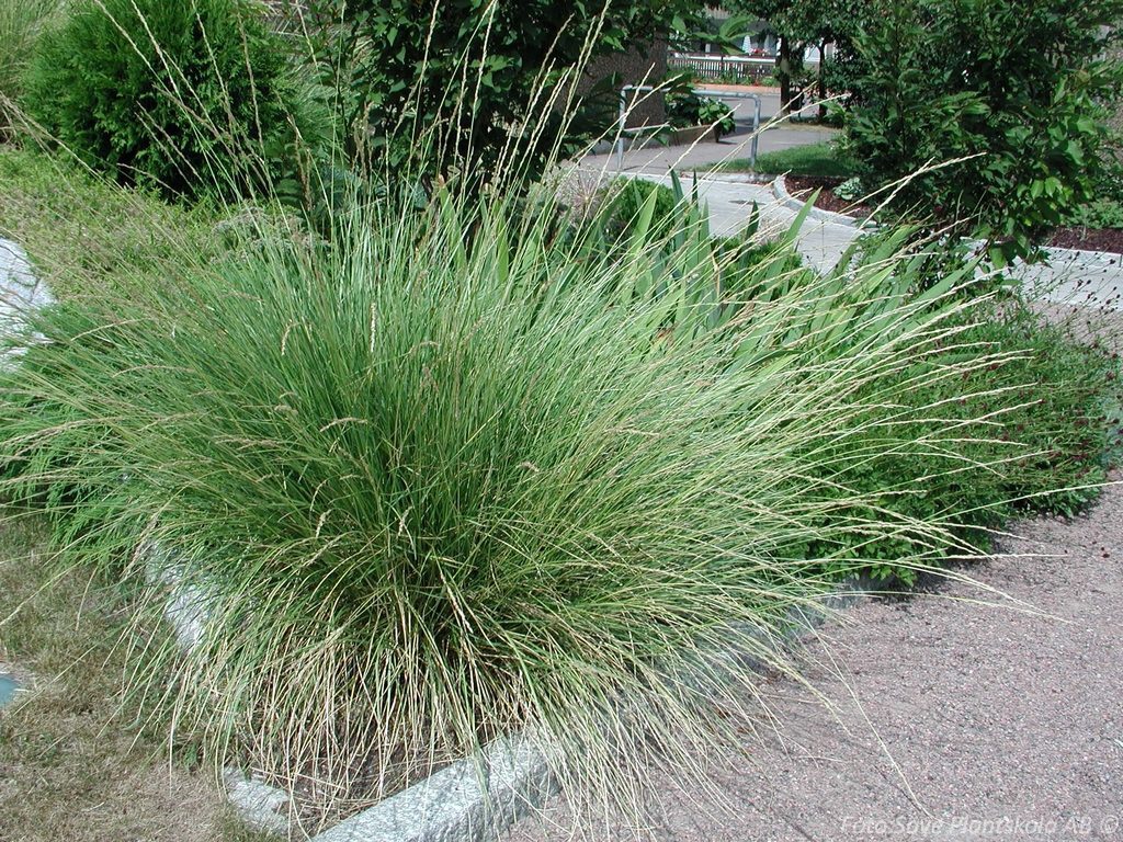 9164  Festuca mairei  I  Svenskt namn  :Atlassvingel  I  Krukstorlek   : SQ1  I  Förväntad Höjd  :  40/120 cm  I  Blomningstid :  juni-juli - 4