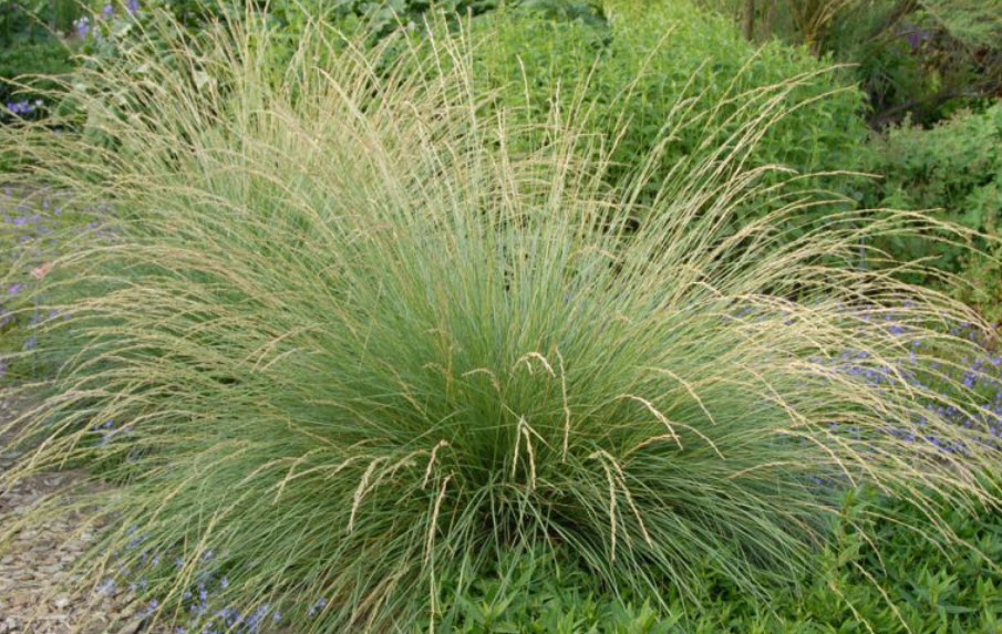 9164  Festuca mairei  I  Svenskt namn  :Atlassvingel  I  Krukstorlek   : SQ1  I  Förväntad Höjd  :  40/120 cm  I  Blomningstid :  juni-juli - 2