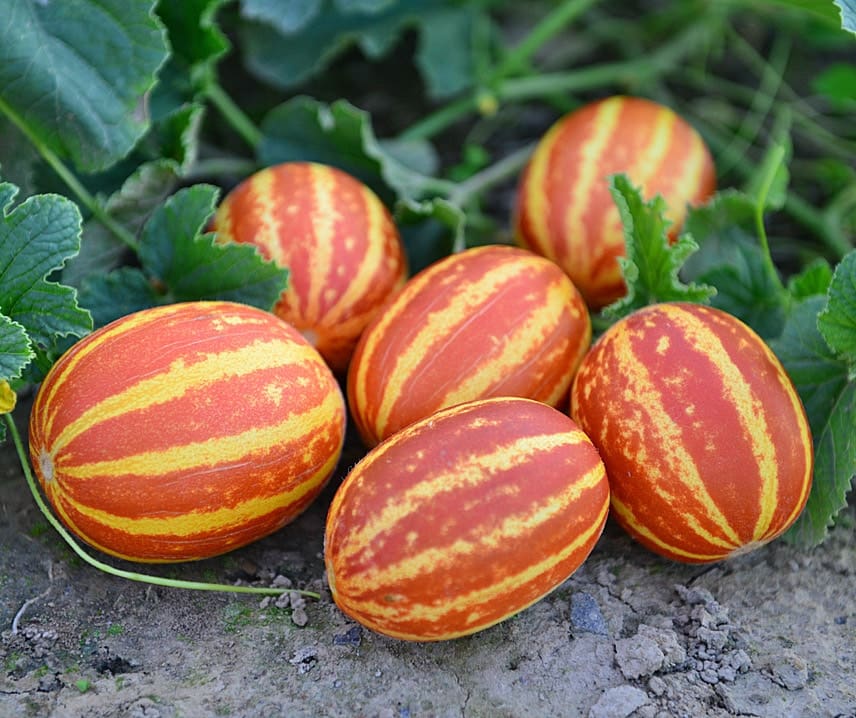 Melon (mini)  Rich Sweetness 15 frö