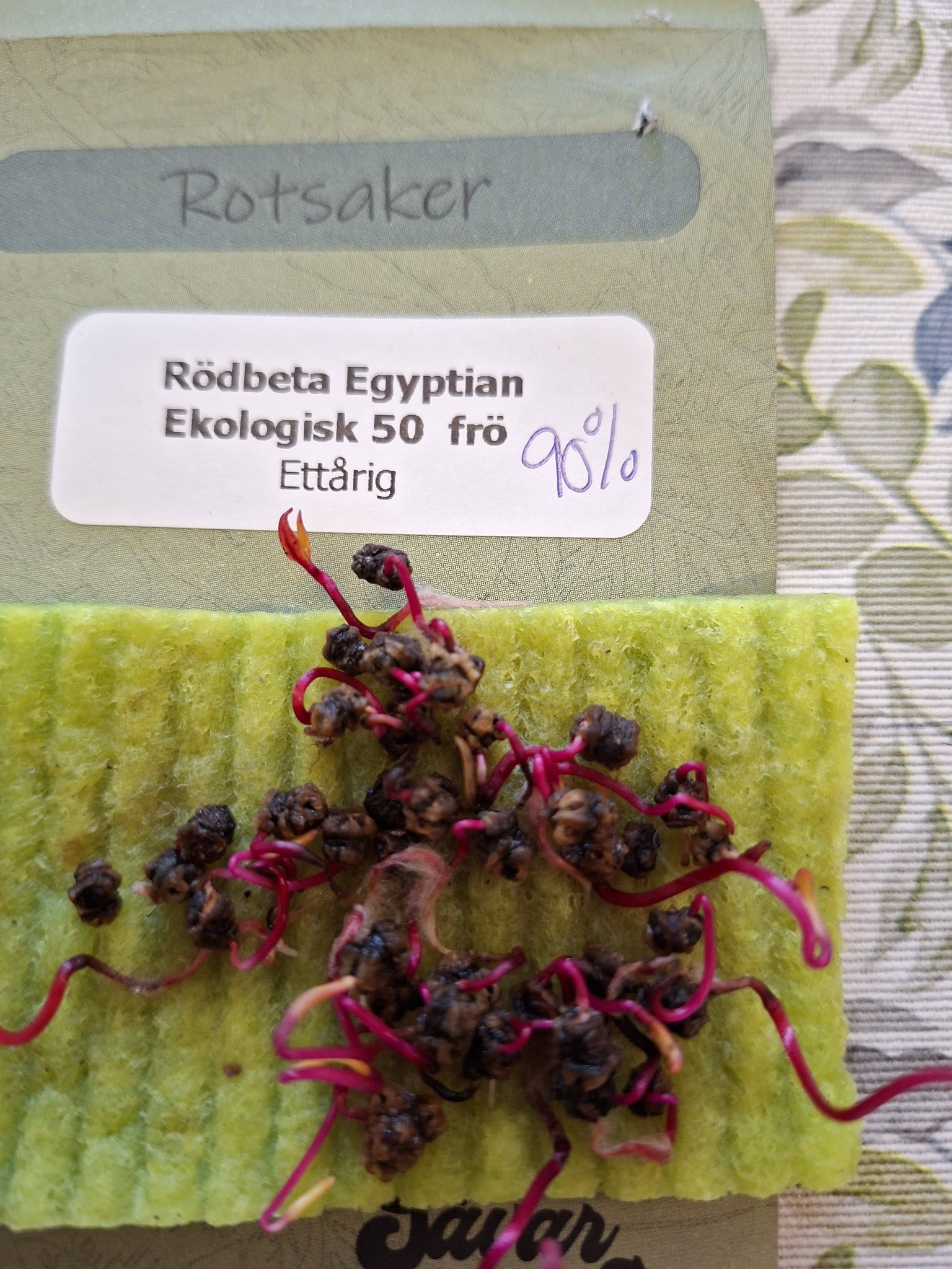 Rödbeta Egyptian, ekologisk 50 frö - 2