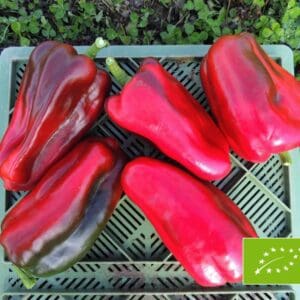 Paprika  Barkan ekologisk 5 frö