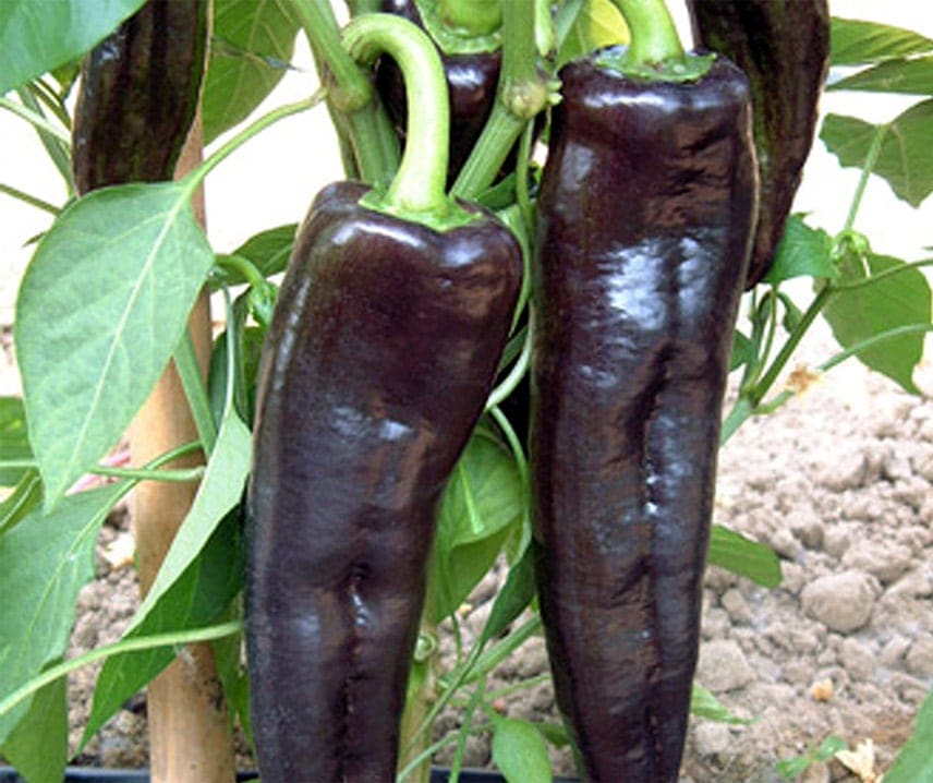 Paprika  Black Knight F1 5 frö