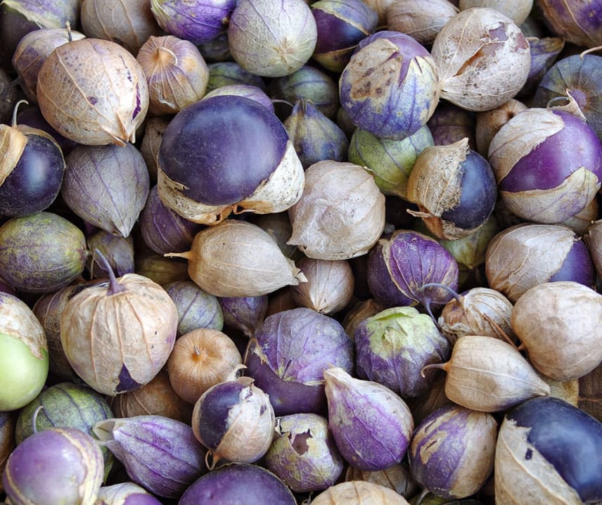 Kapkrusbär Tomatillo Purple 10 frö 
