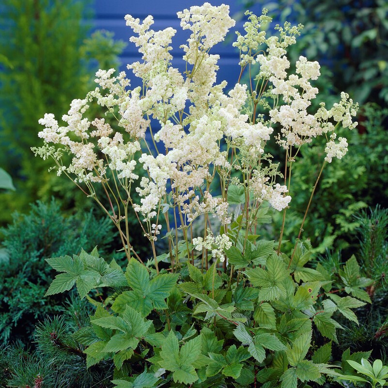 4696  Filipendula ulmaria  I  Svenskt namn  :Älggräs  I  Krukstorlek   : SQ1  I  Förväntad Höjd  :  100 cm  I  Blomningstid :  juni-juli