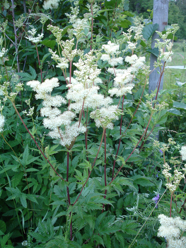 4696  Filipendula ulmaria  I  Svenskt namn  :Älggräs  I  Krukstorlek   : SQ1  I  Förväntad Höjd  :  100 cm  I  Blomningstid :  juni-juli - 2