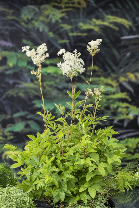 4696  Filipendula ulmaria  I  Svenskt namn  :Älggräs  I  Krukstorlek   : SQ1  I  Förväntad Höjd  :  100 cm  I  Blomningstid :  juni-juli - 3