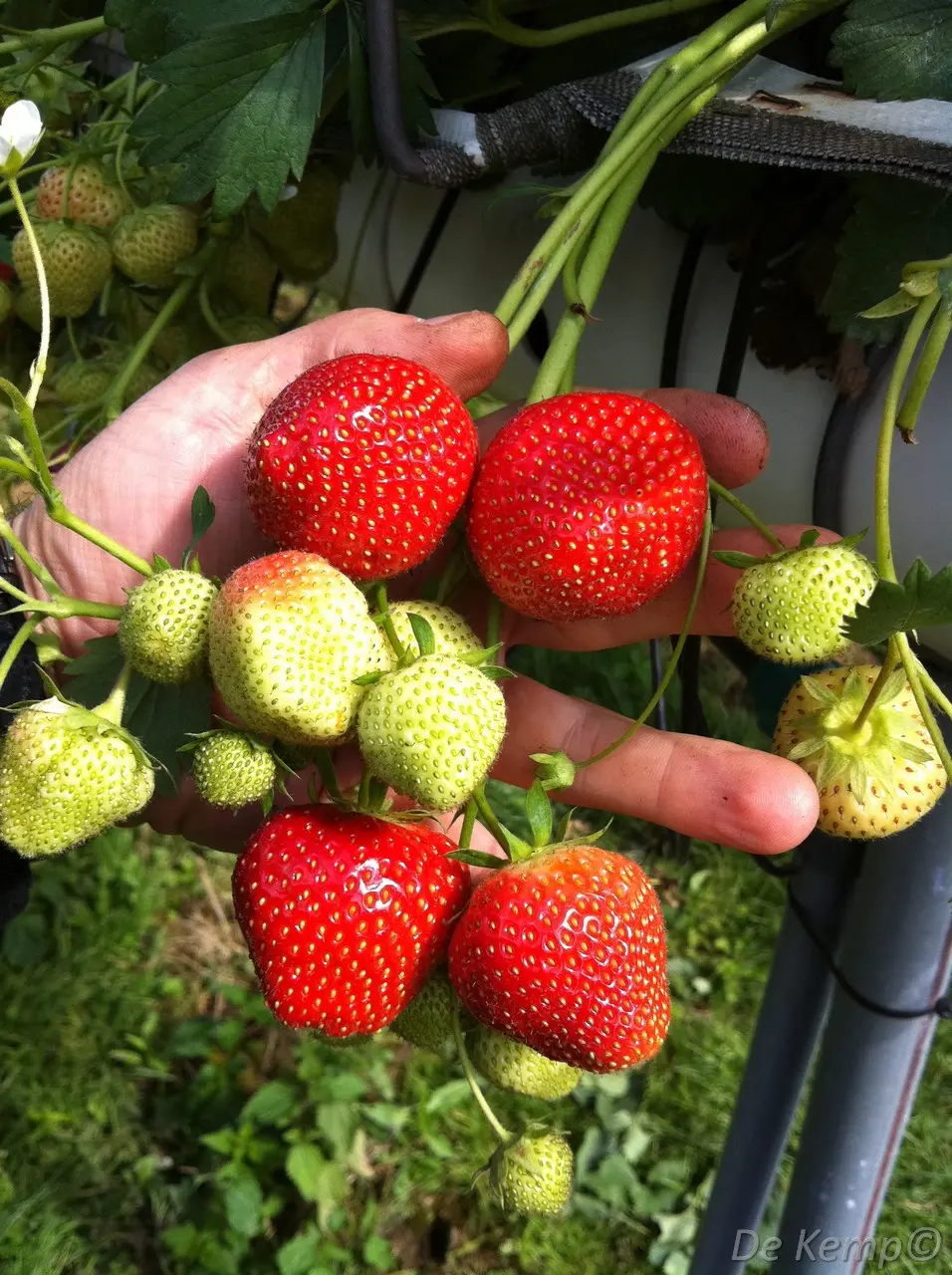 Fragaria ananassa Elsanta  I  Svenskt namn  :Jordgubbe  I  Krukstorlek   : 10,5c  I  Förväntad Höjd  :  20 cm  I  Blomningstid :  juni-sept - 3